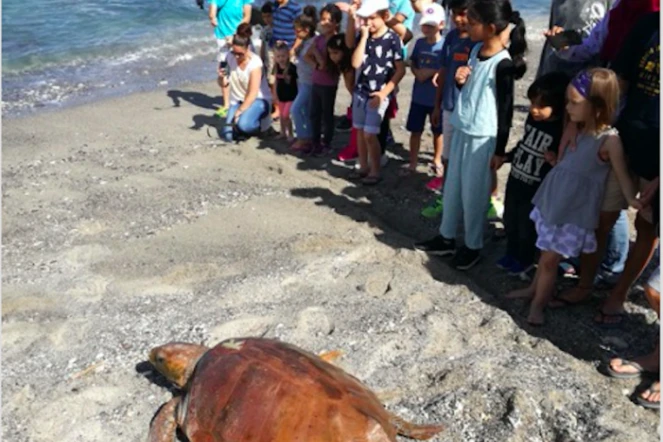 La tortue caouanne Karine a été relâchée en mer