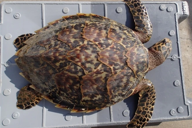 Manon, une jeune tortue imbriquée retrouvée morte à La Saline 
