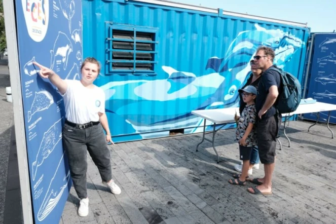 Les baleines s’invitent au musée du Débarcadère