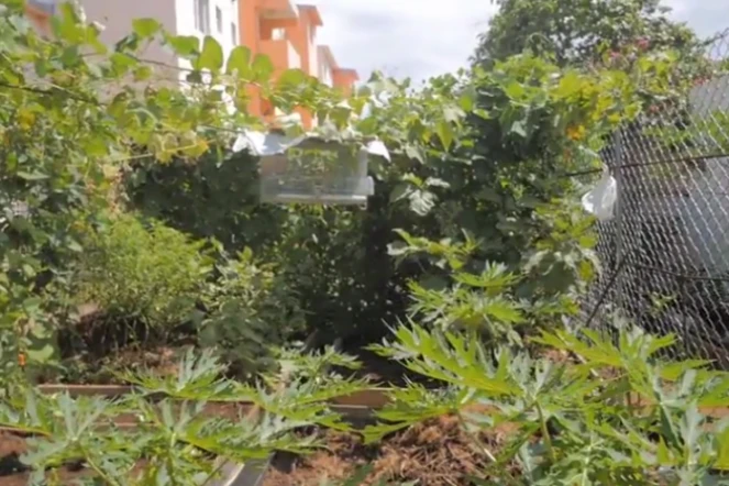 Jardin de Sainte-Clotilde