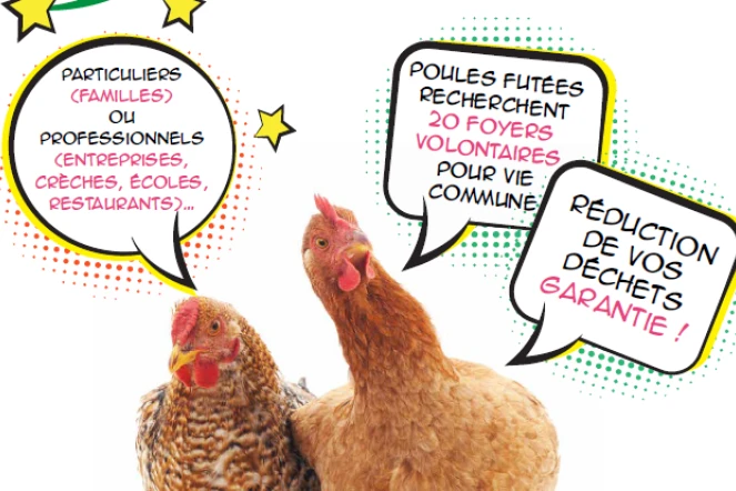 Poules futées recherchent foyers pour vie commune