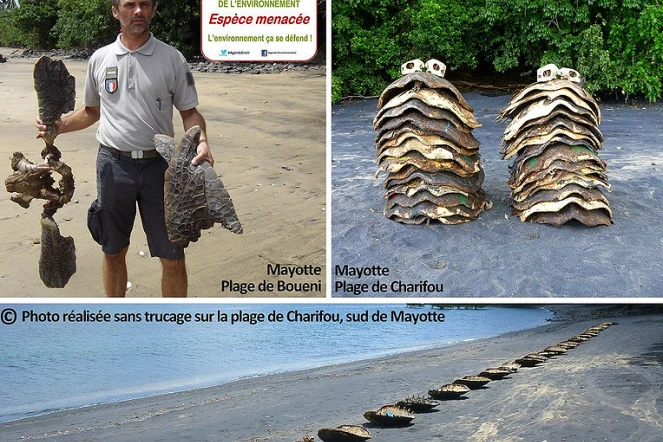 Braconnage de tortues à Mayotte