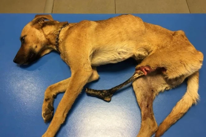 Atchi, un chien visé par un tir de plomb et sauvé par RPA 974