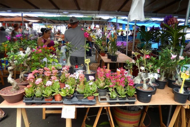 Déménagement du marché aux fleurs de Saint-Pierre 