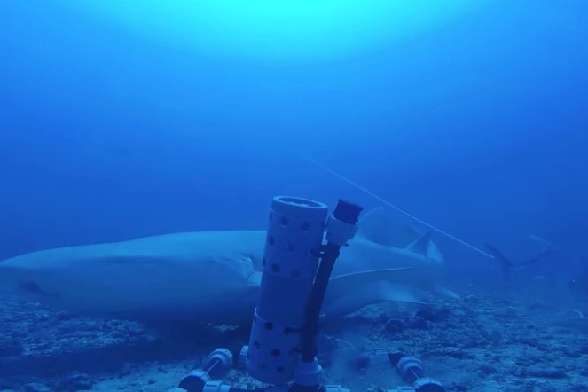 Un requin nourrice fauve filmé par les caméras du CSR au large de Saint-Gilles 