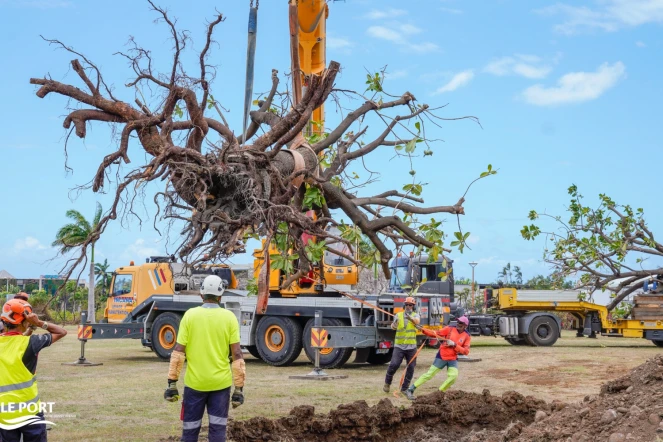 Le Port: transplantation d'arbres à Saint-Denis