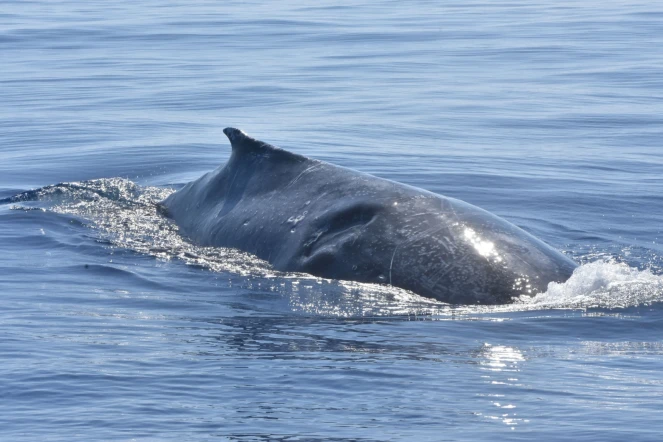 Trois baleines blessées aperçues au large de Saint-Gilles [?]