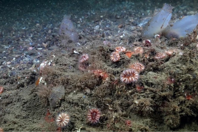 Le photographe Tahsin Ceylan a plongé dans la mer de Marmara (Turquie)pour documenter les populations de coraux, le 22 avril 2025. (TAHSIN CEYLAN / ANADOLU / AFP)