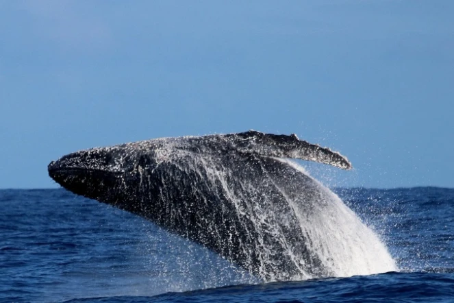 baleine à bosse globice première observation saison 2022