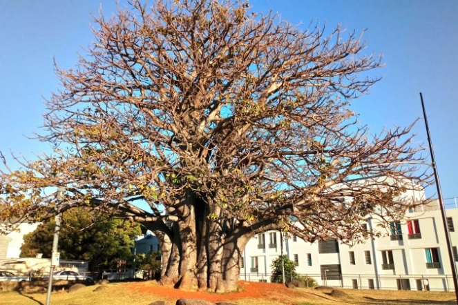 Baobab Camélias Concours arbre de l'année