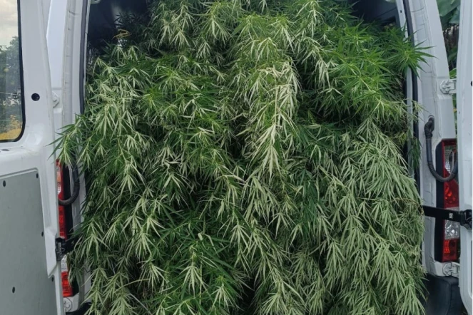 Saint-Pierre :  40 pieds de cannabis dans le secteur de Mont-Vert