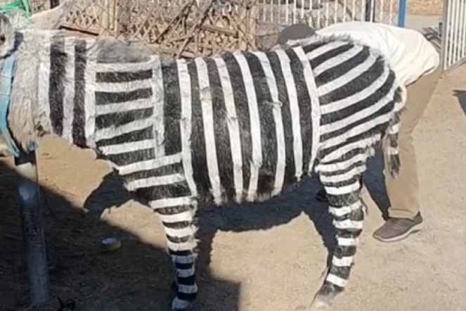 Un zoo chinois peint des ânes pour les faire passer pour des zèbres [?]