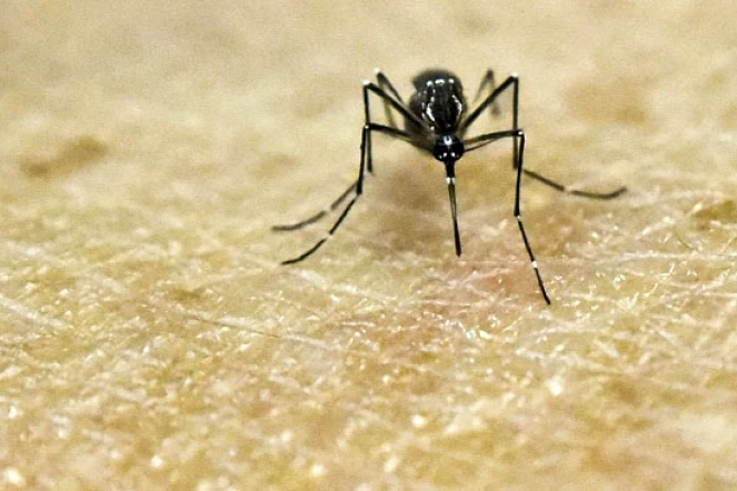 Un moustique Aedes Aegypti, porteur du virus Zika, photographié au laboratoire de recherche CIDEIM à Cali en Colombie le 25 janvier 2016