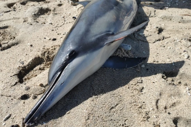 dauphin mort