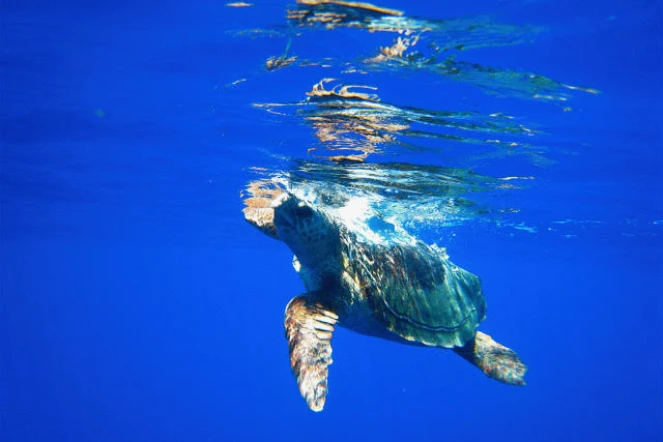 India est la première tortue caouanne a rejoindre les côtes du Pakistan