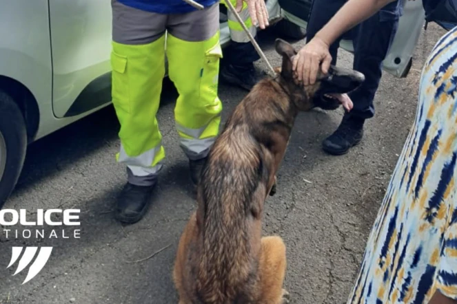 Police : des animaux laissés pour compte secourus dans un squat de Montgaillard