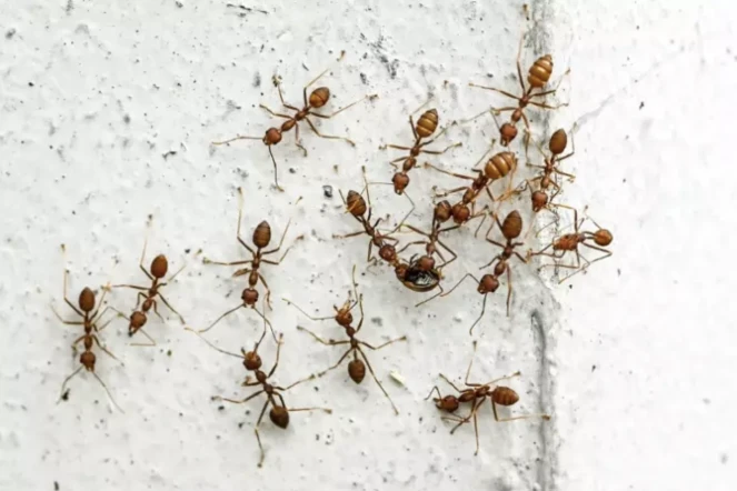 Loin d'être un groupe homogène de bons petits soldats ou ouvrières, les colonies de fourmis montrent une variété de comportements ( AFP / Roslan RAHMAN )