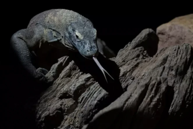 Le dragon de Komodo peut atteindre trois mètres de long et peser jusqu'à 90 kg ( AFP / JORGE GUERRERO )