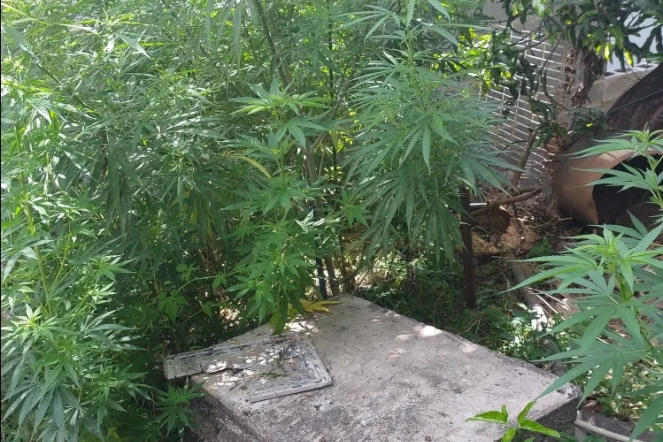 Lutte contre les stupéfiants : 37 pieds de cannabis ont été découverts à l’Entre-Deux