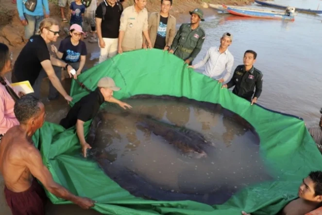 raie de 300 kg