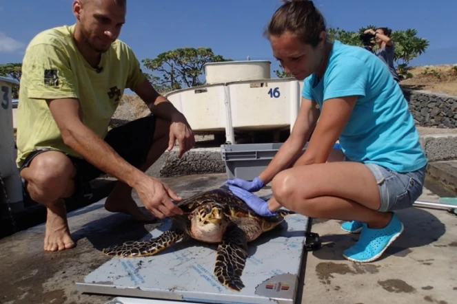 La tortue Moana retrouve l'Océan 