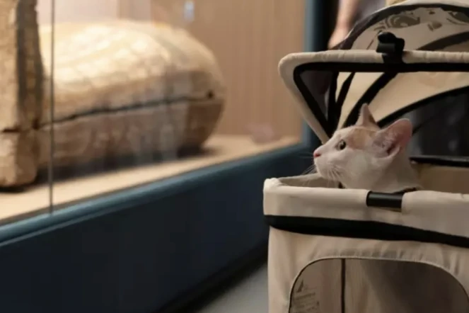 Un chat assiste à la "nuit des chats" au musée de Shanghai, pendant son exposition temporaire sur l'Egypte ancienne, le 27 juillet 2024 ( AFP / AGATHA CANTRILL )