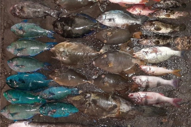 Pêche illégale dans la réserve marine
