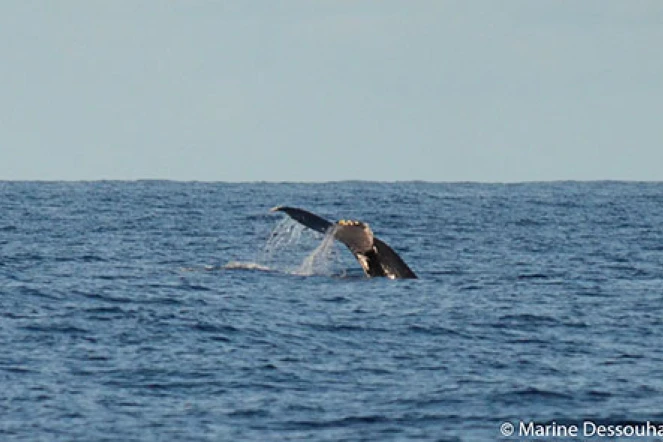 Deux baleines observées cap la houssaye