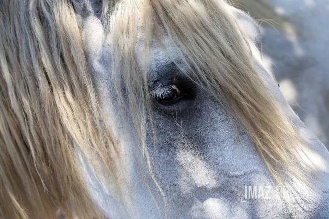 chevaux 