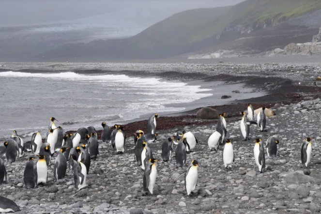  L’île Heard est composée de pingouins... qui seront bientôt taxés ! © AFP or licensors / AFP