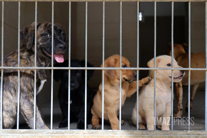 chien en fourrière