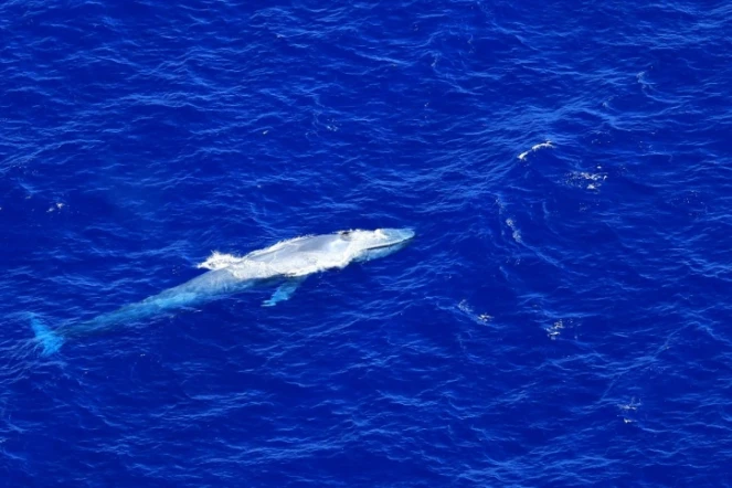 Seconde observation d'une baleine bleue à La Réunion en 2022 