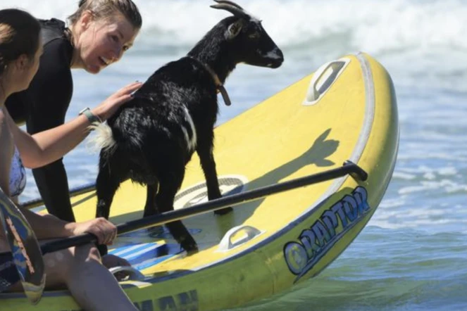  Elizabeth French, 25 ans, et Rebekah Abern, 41 ans, surfent avec la chèvre Chupacabrah lors d'une leçon à Pismo Beach, Californie, le 29 août 2023. (Photo David Swanson / AFP) 
