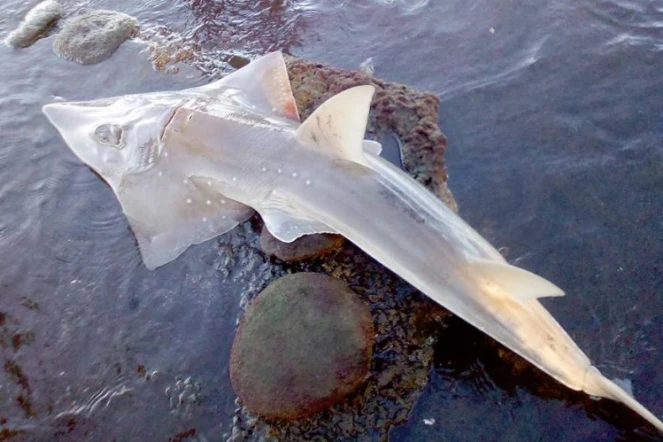 Requin-Guitare échoué à bassin pirogue