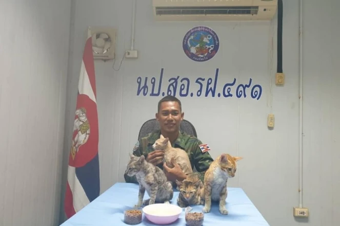  La marine thaïlandaise sauve quatre chats de la noyade