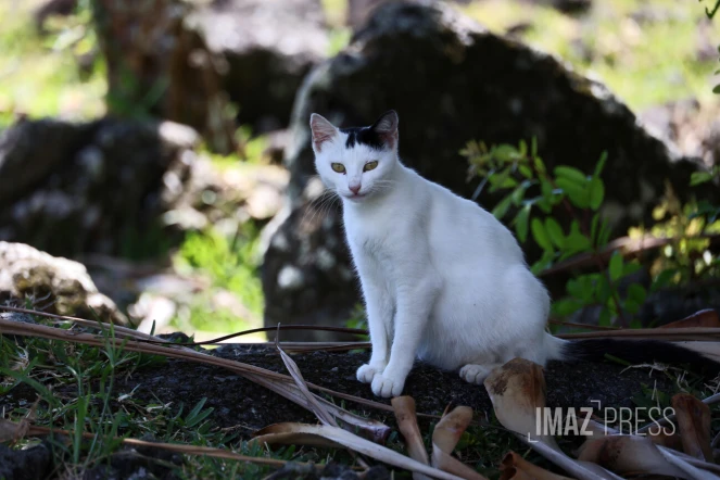 chat qui se lèche 