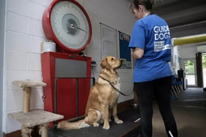 Sarah Cooper, technicienne de chiens, pèse un chien-guide dans un centre de l'Association des chiens-guides pour les aveugles à Leamington Spa, dans le centre de l'Angleterre, le 16 juin 2023 ( AFP / OLI SCARFF )