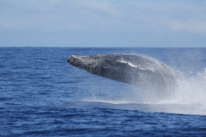 Sauts de baleines photographiés par Globice