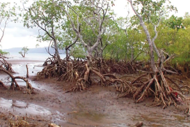 Mangrove Mayotte