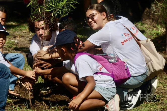 plantations d'arbres pour le climat