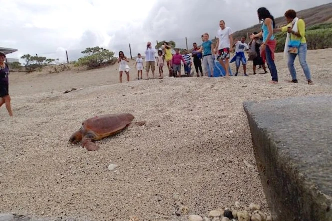 Tortue caouanne Gertrude 