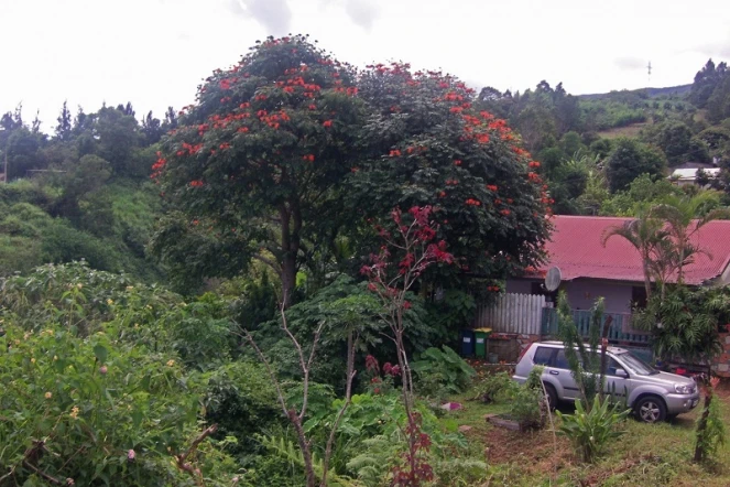 Tulipier du Gabon 