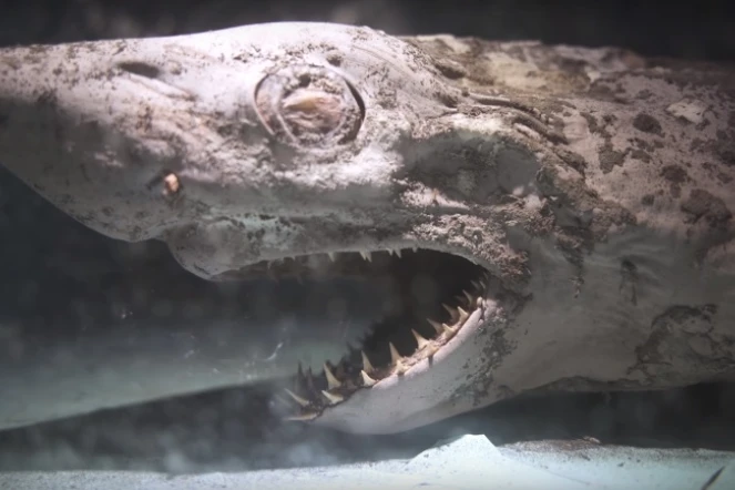 Espagne : un requin et d'autres animaux momifiés retrouvés dans un aquarium abandonné