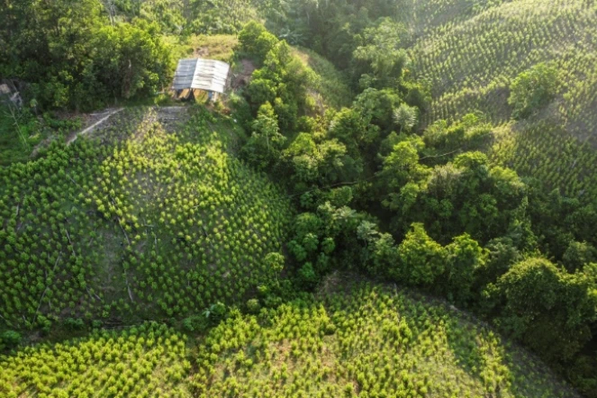 Vue aérienne des cultures de coca à Tibu, en Colombie, près de la frontière vénézuélienne, le 8 octobre 2023