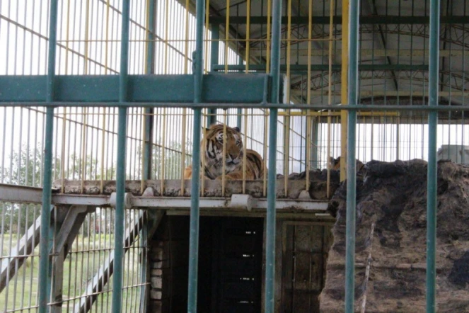 Argentine : quatre tigres du Bengale enfermés dans un wagon de cirque