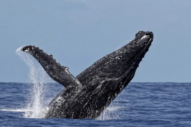 Les baleines font toujours le show à Saint-Gilles 