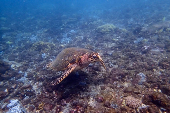 Bassin Pirogue : une tortue imbriquée récupérée par Kélonia