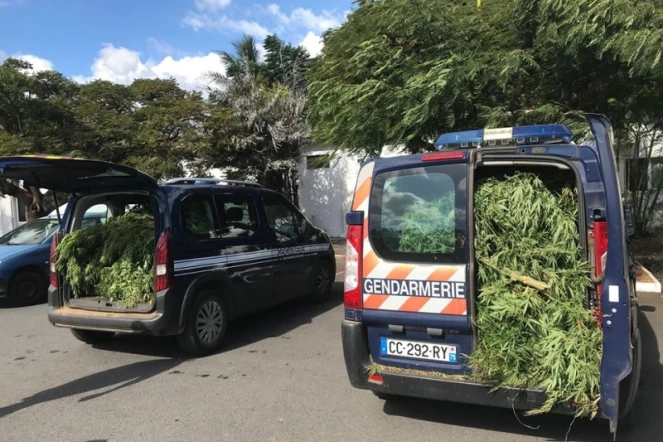  La gendarmerie découvre de 262 pieds de cannabis 