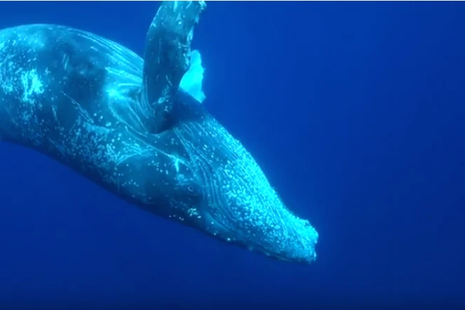 Plongée aux côtés d'une baleine curieuse