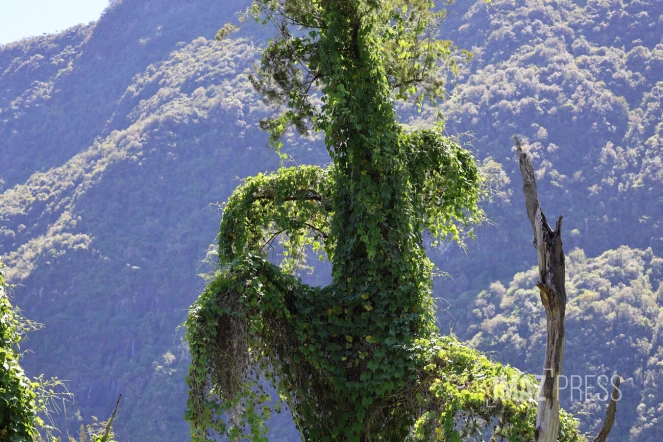 espèce envahissante , les espèces invasives